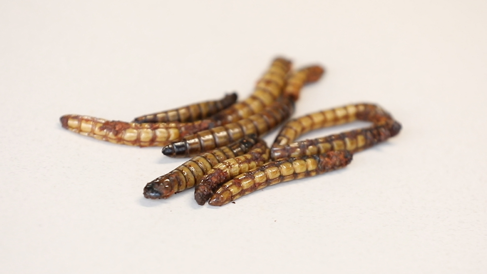 Watch these people eat bugs for the 1st time!