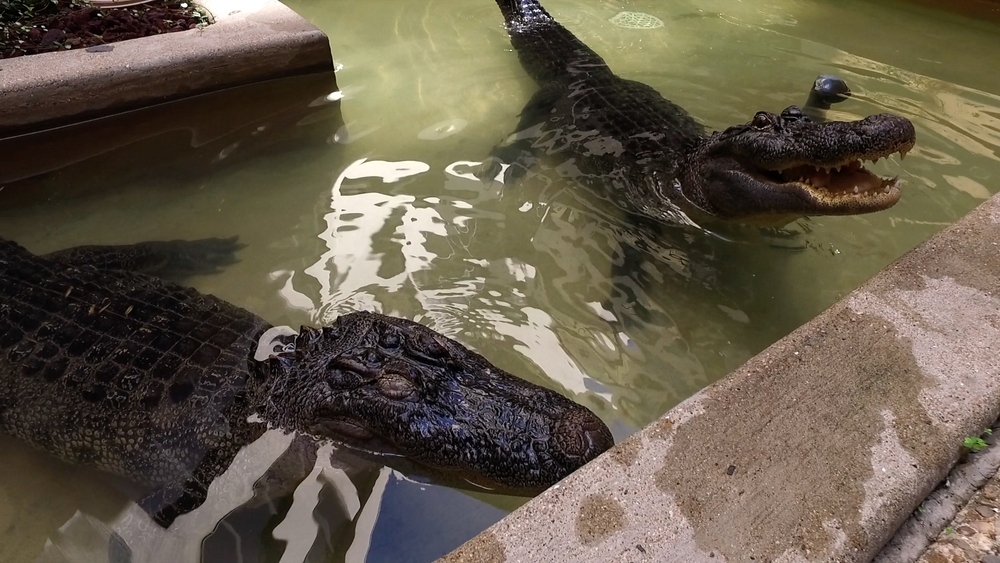 Why are there 2 alligators that live in this bank in Alvin?