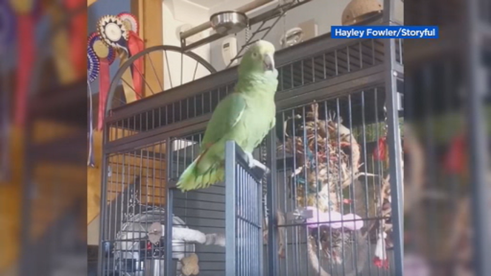 Parrot sings 'Baby Shark' song