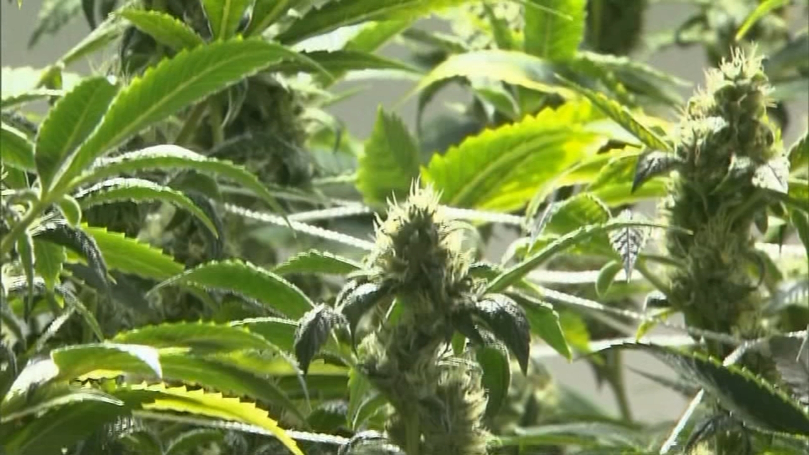Recreational pot sale is finally coming to Fresno ABC30 Fresno