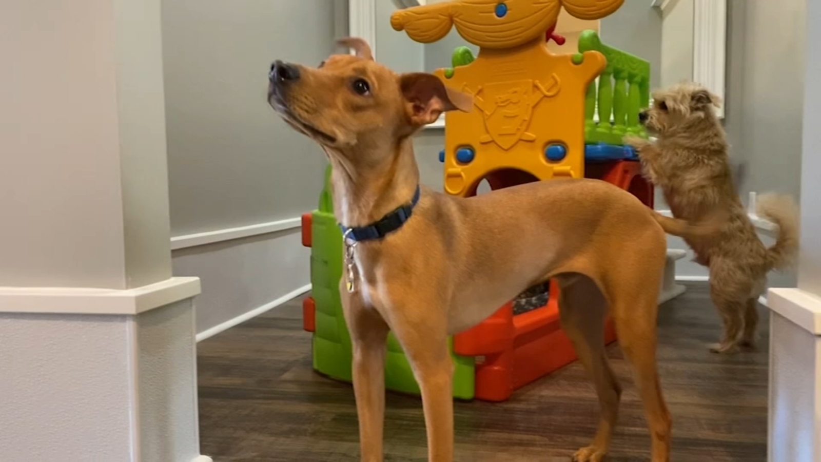 Now Open Little Pup Lounge Doggie Daycare and Boarding in Downtown