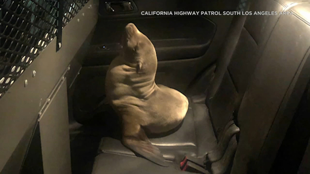 Seal pup rescued from lanes of 710 Freeway in Long Beach