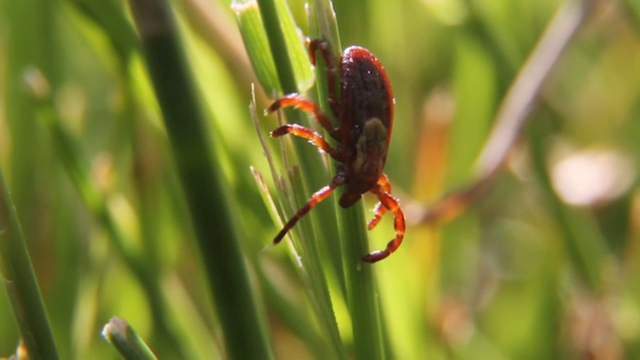 Mild winter temps mean higher chance of ticks