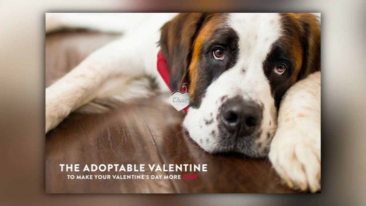 Coors Light wants to give you $100 for dog adoption fees