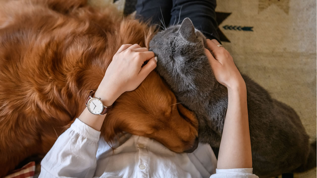 Can the coronavirus affect pets? Expert explains
