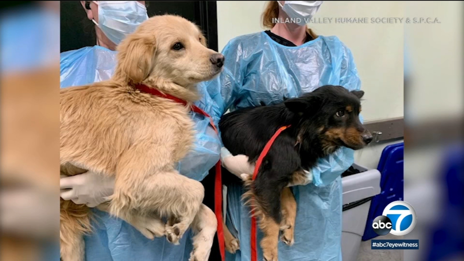 21 malnourished dogs living in deplorable conditions rescued from ...