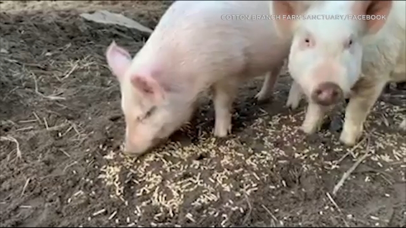 Pig Cuddlers Wanted Sc Farm Seeking Volunteers To Scratch Bellies Feed Cookies To Piggies Abc7 San Francisco