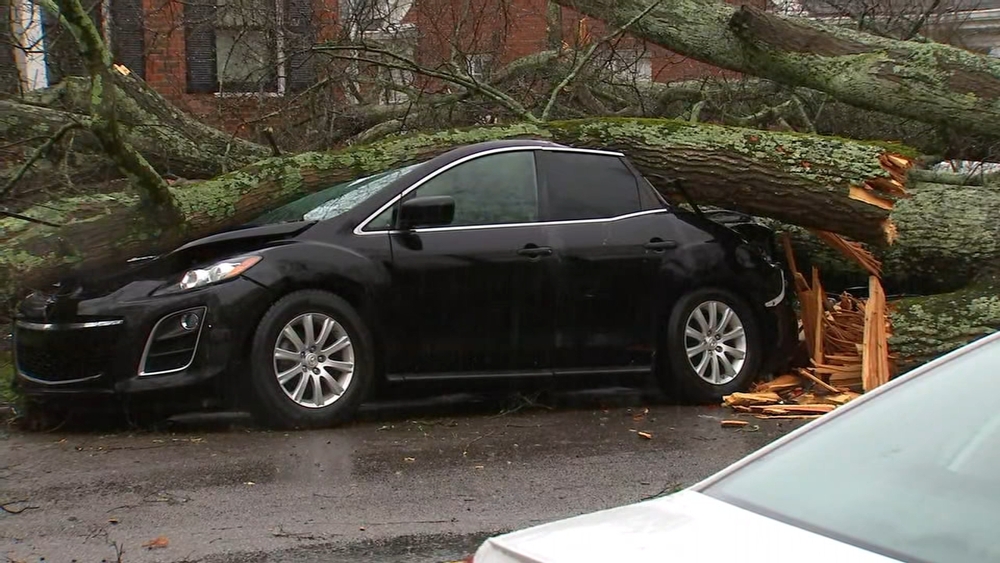 Tree falls on car in Raleigh