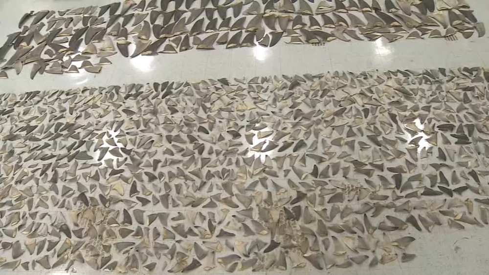 "Largest shark fin seizure ever": $1M worth of product found at US airport