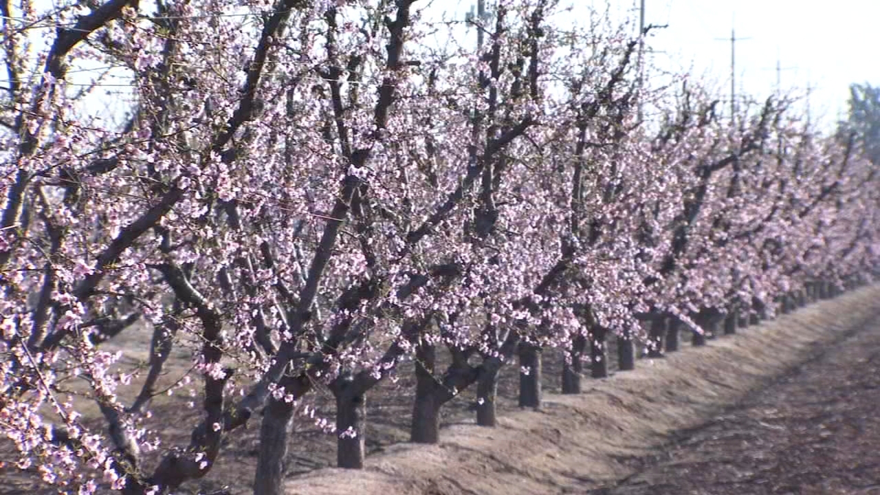 The Fresno County Blossom Trail is now open