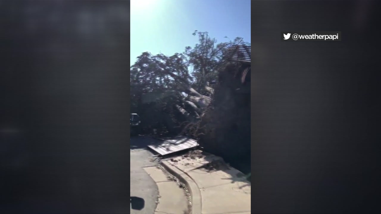 Huge tree topples over in Santa Cruz and crushes Tesla, witness says