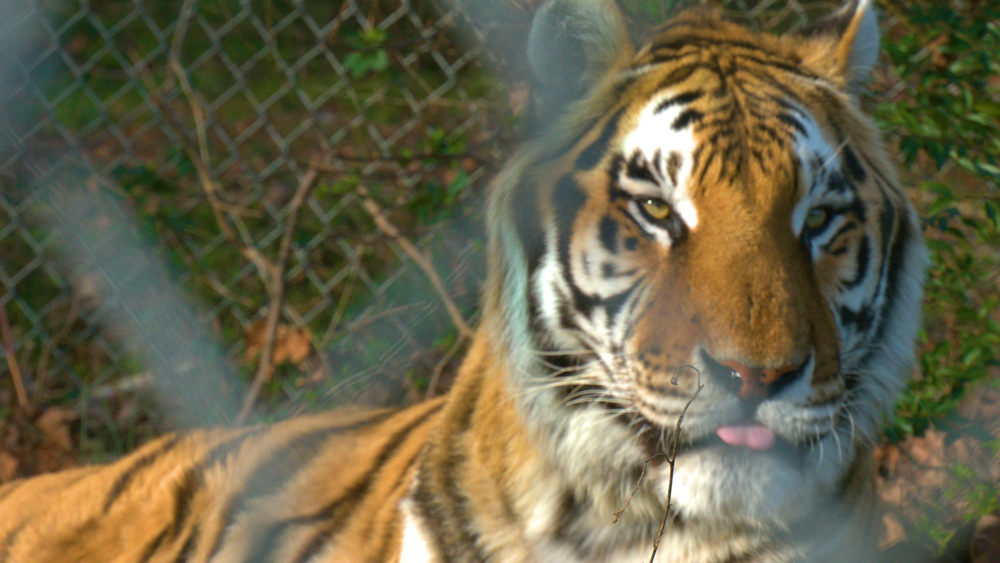 Carolina Tiger Rescue has been saving big cats for over 45 years
