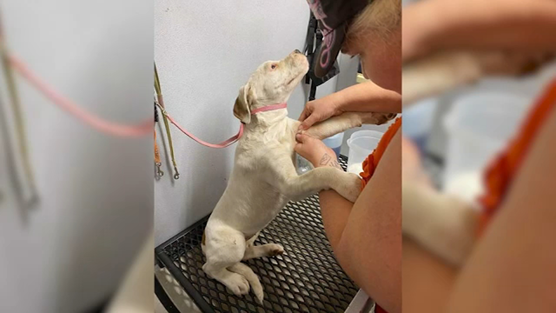 Central Valley couple cancels Valentine's Day plans to help rescue dog