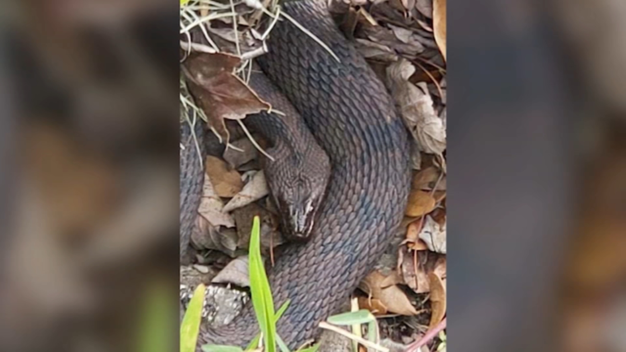 Florida city shuts down part of a park due to annual snake orgy