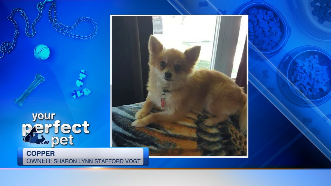 Perfect Pet ABC7 Chicago