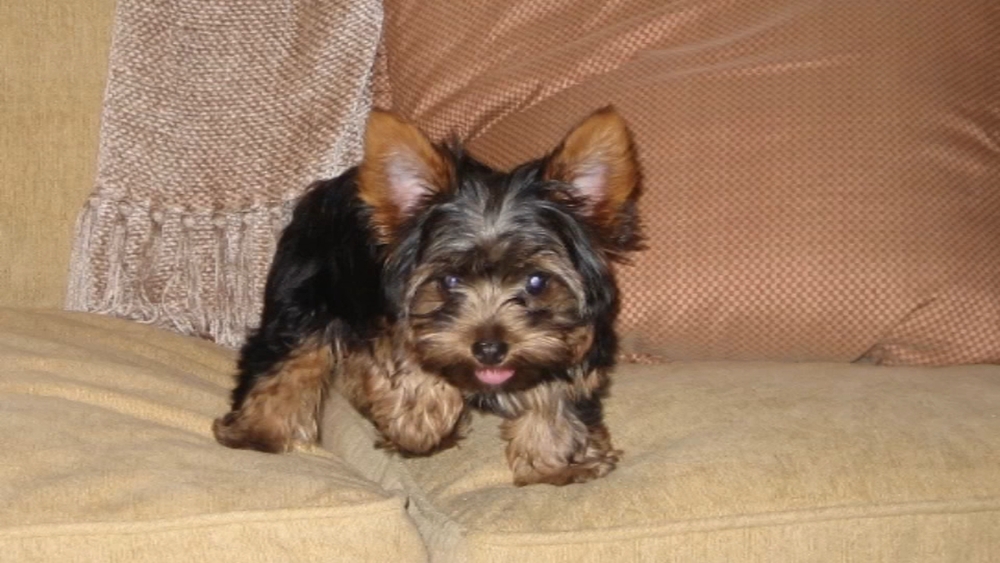 Family dog returned after going missing for 14 years