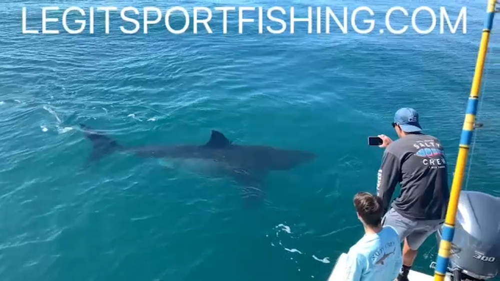 Great white shark sighted off Santa Barbara coast