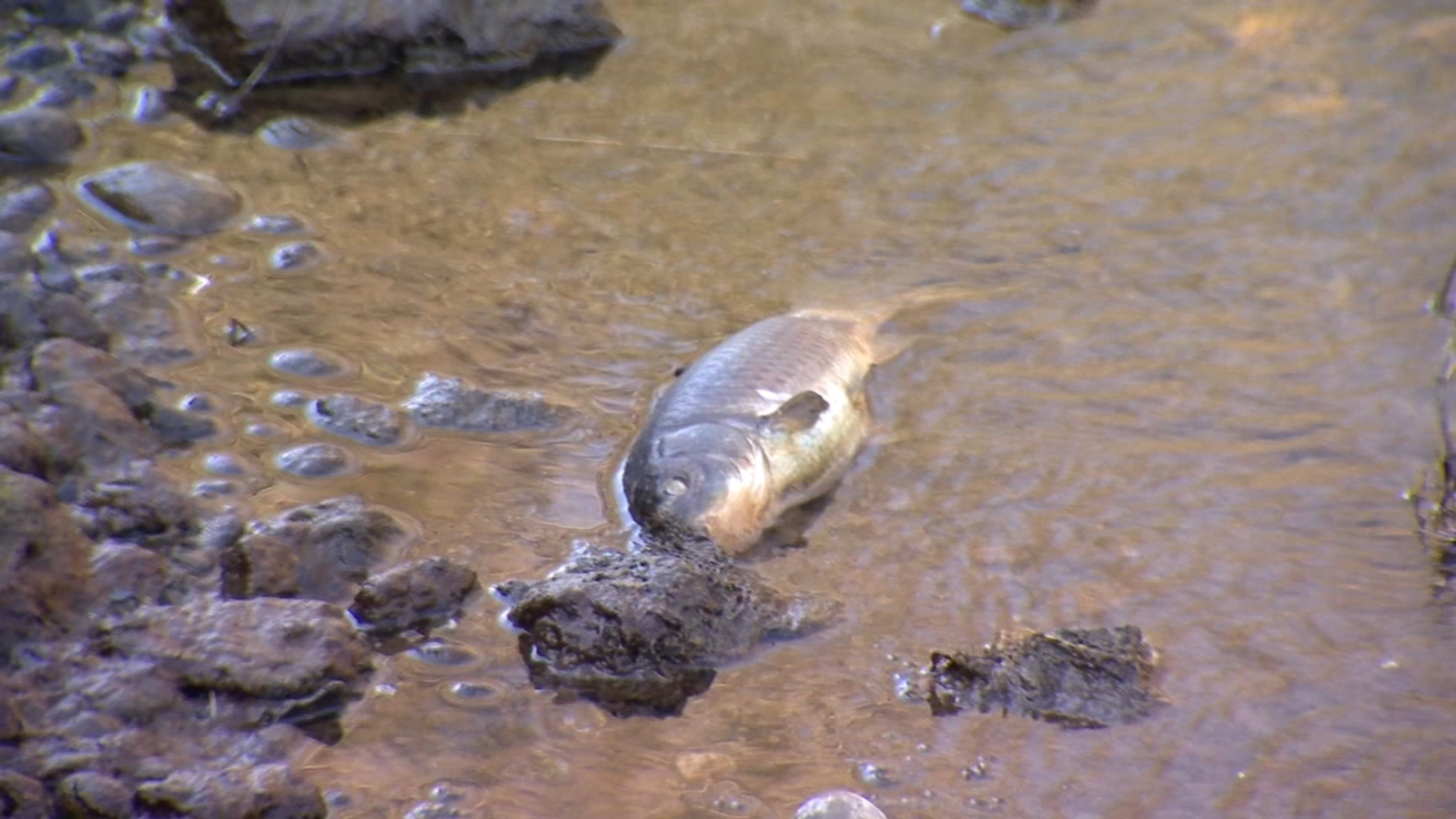 Water worries for residents as dead fish float on Fancher Creek ABC30