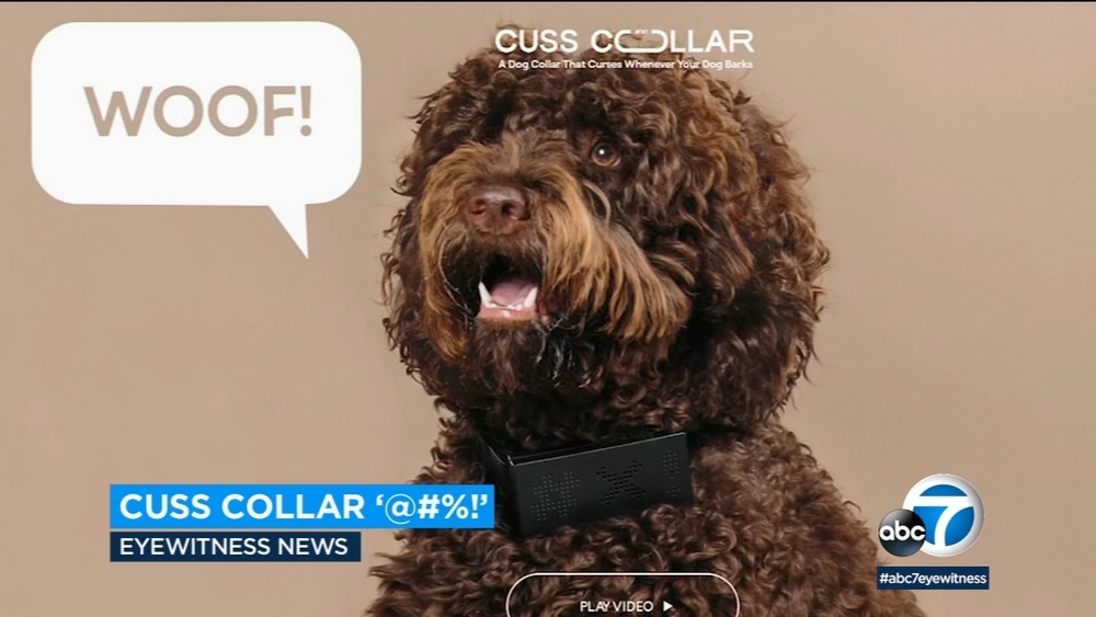 New dog collar turns barks into cuss words