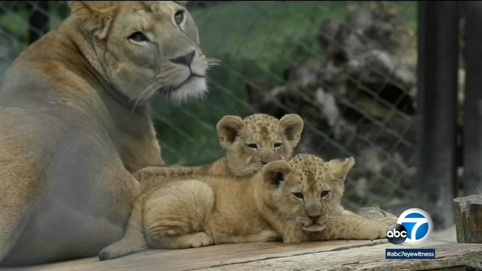 Los Angeles bans use of exotic, wild animals for entertainment - ABC7