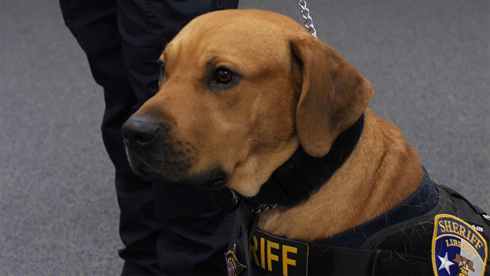 Rescue dog becomes family pet, deputy K9 in Liberty County - ABC7 Chicago