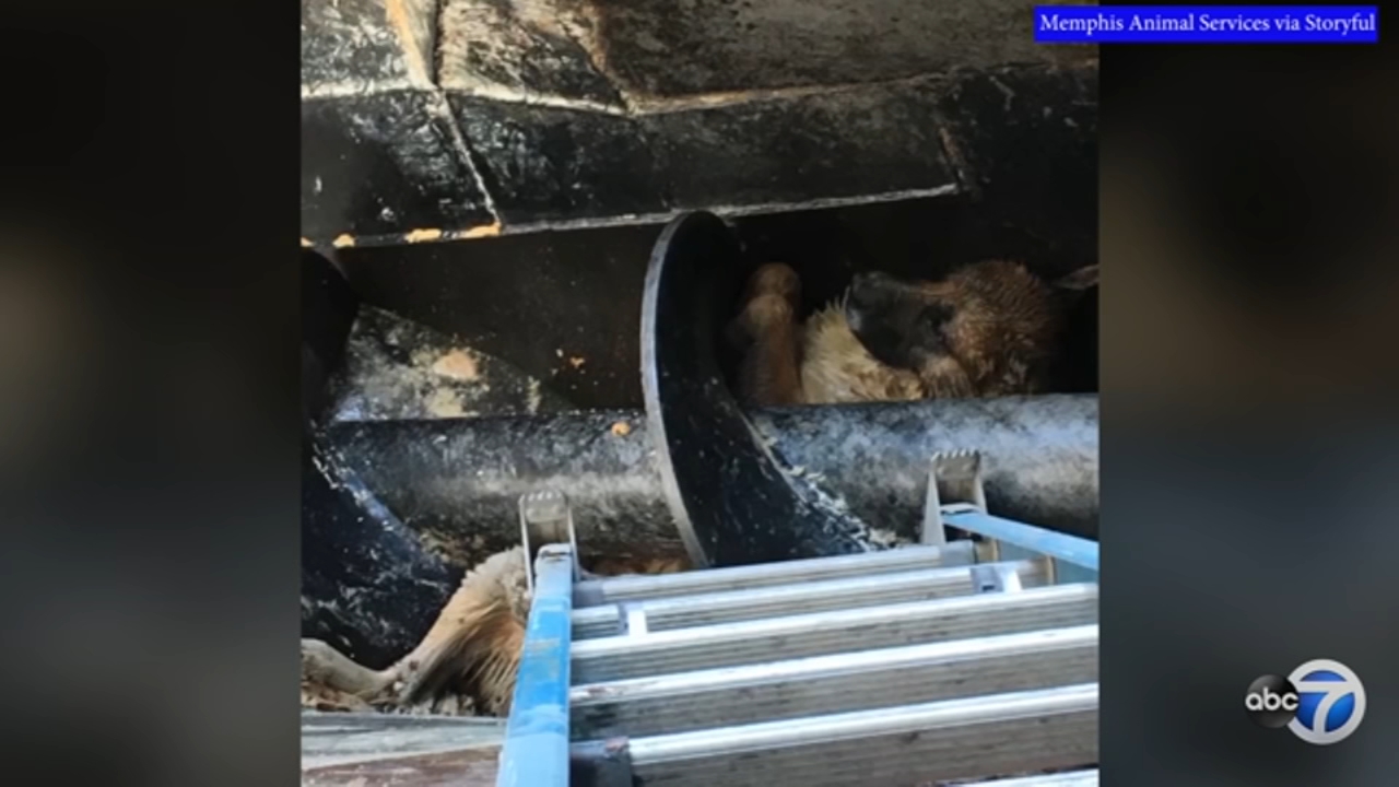 Dog trapped in 12-ft. meat processing plant pit rescued