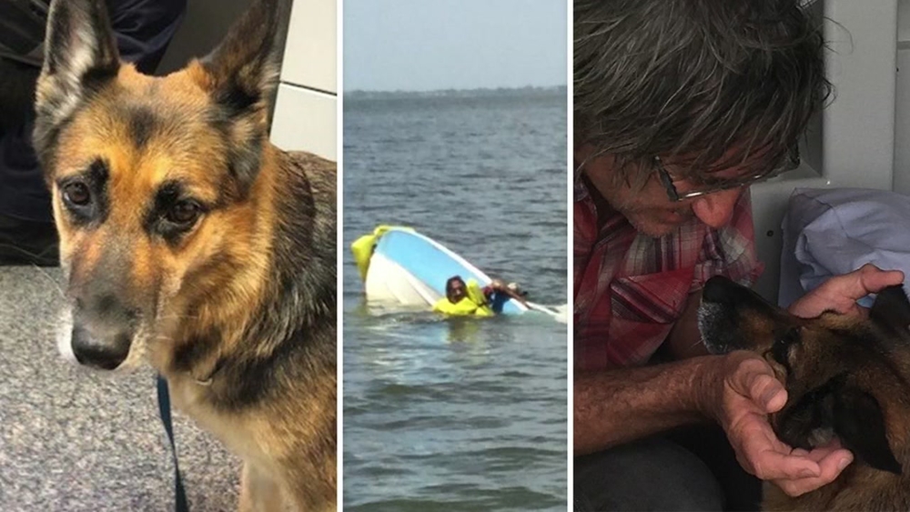 Dog treads water for 11 hours, helps police rescue owner after boat sinks