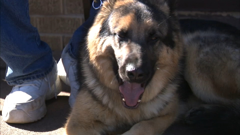 Stolen Service Dog Lucca Returned To His Blind Owner Kevin Coachman After Harvey Backyard Theft Abc7 Chicago