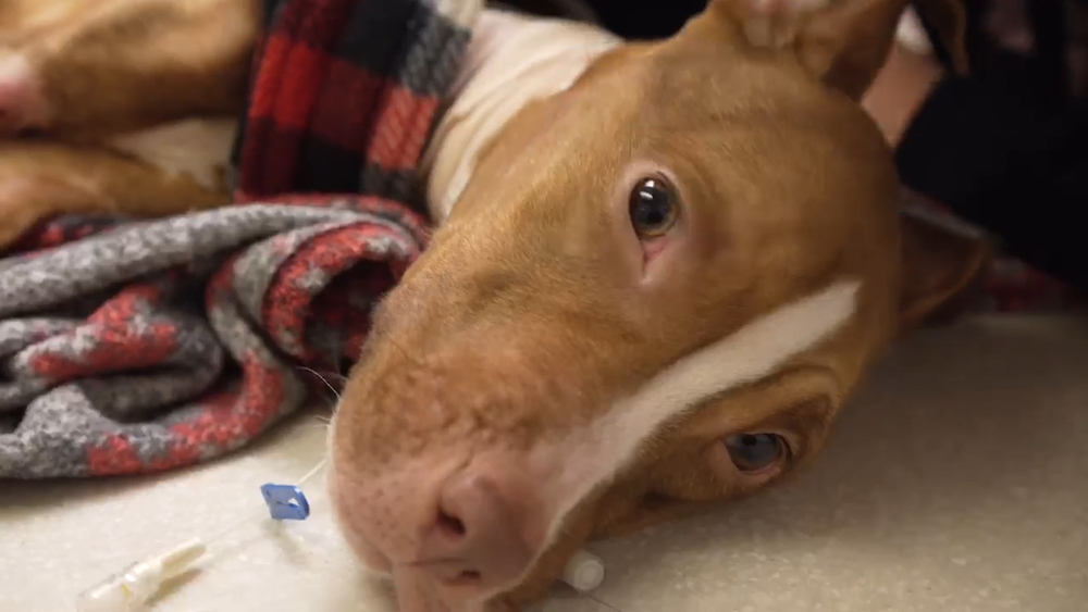 NJ pit bull rescue gives dogs a second chance at life