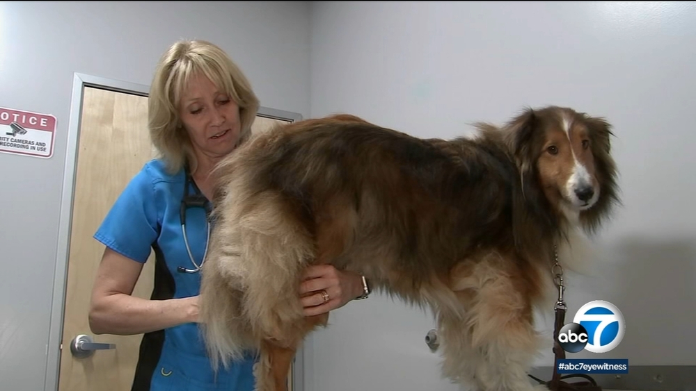 OC pet clinic uses stem cells to help heal dog with arthritis