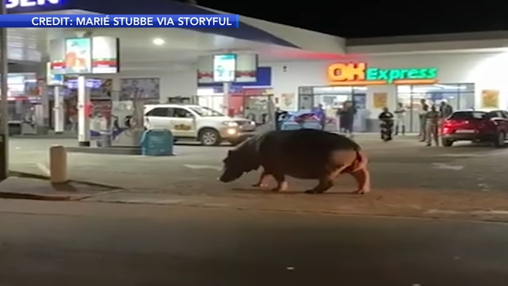 Hippo strolls through gas station