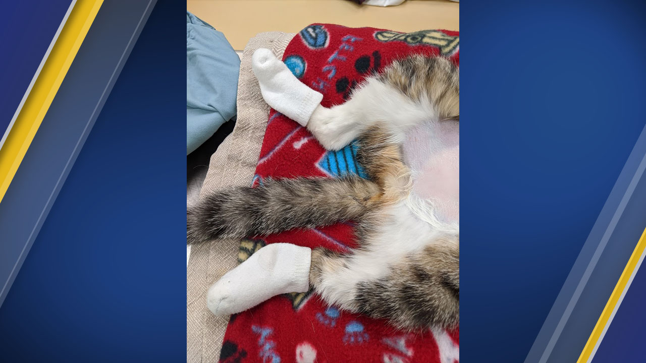 Animal shelters at capacity, foster families needed