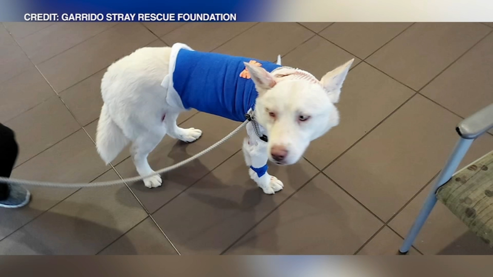 Chicago police rescue badly abused dogs in Jefferson Park, fundraiser