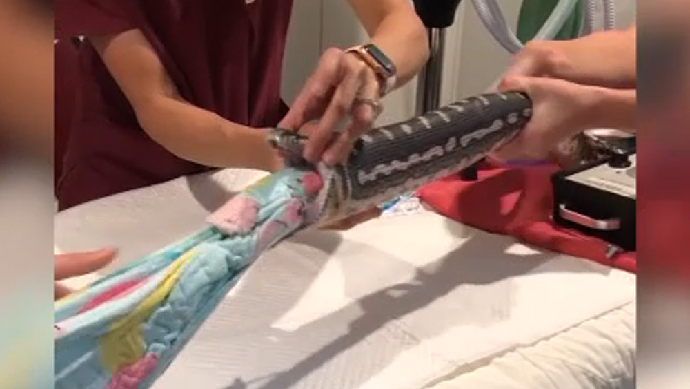 Video: Beach towel safely removed from pet python