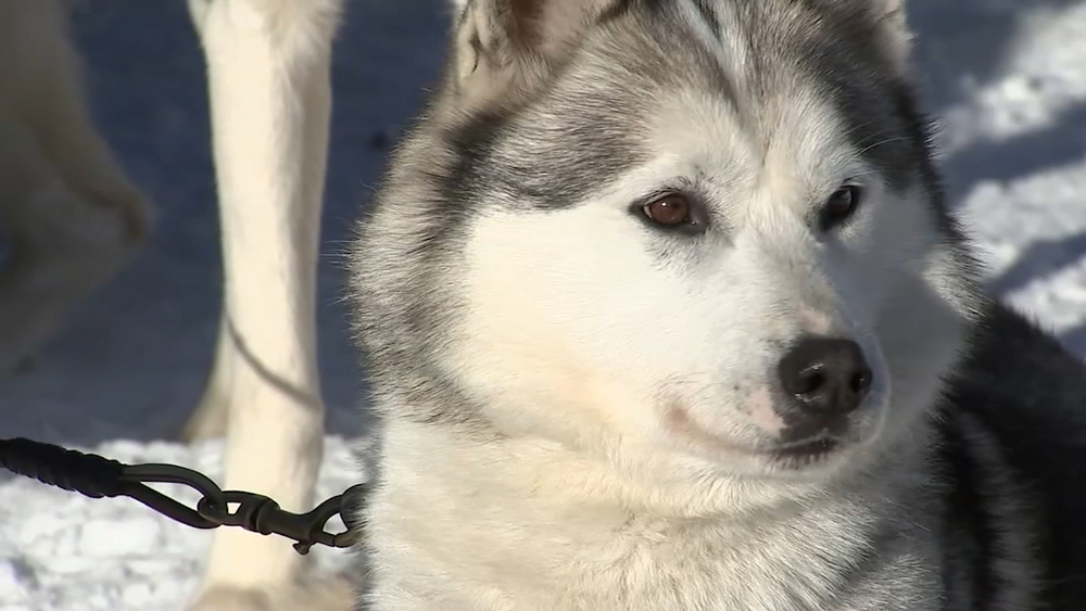 The Tug Hill Challenge dog race is a race like no other