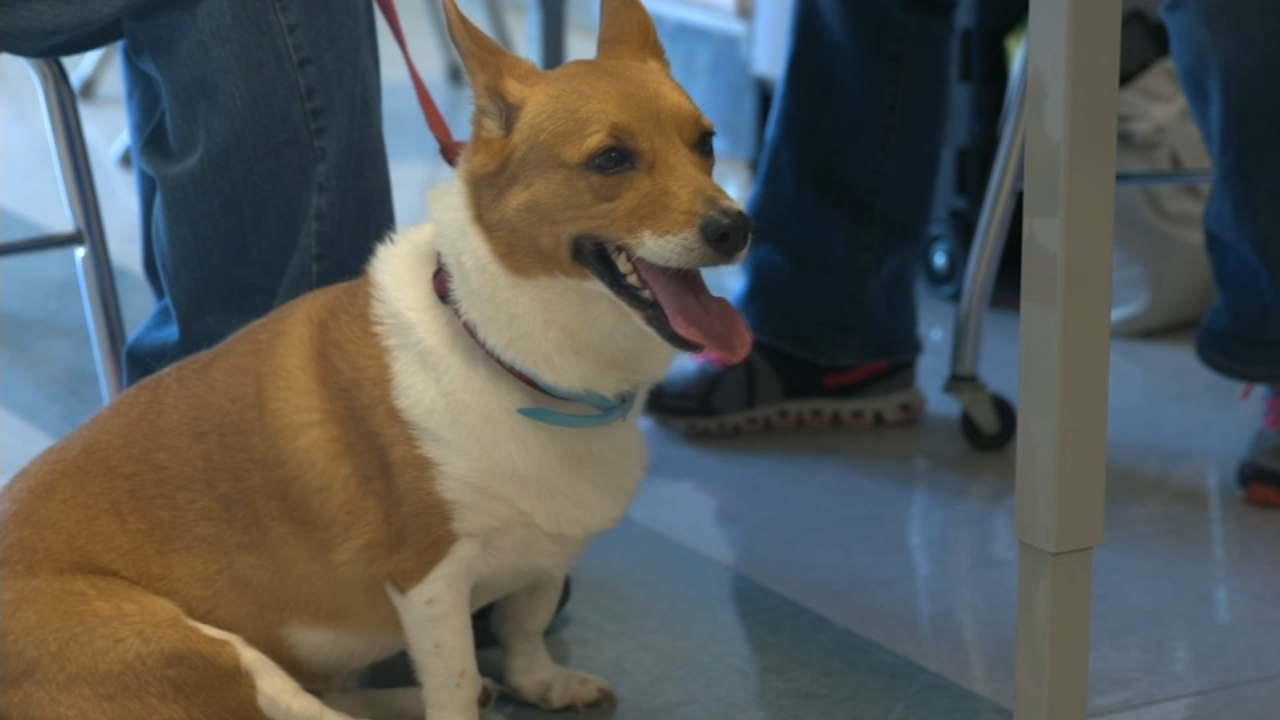 Americans spent $95 billion on pets in 2019