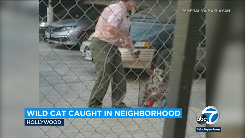 Exotic serval cat spotted in Hollywood neighborhood