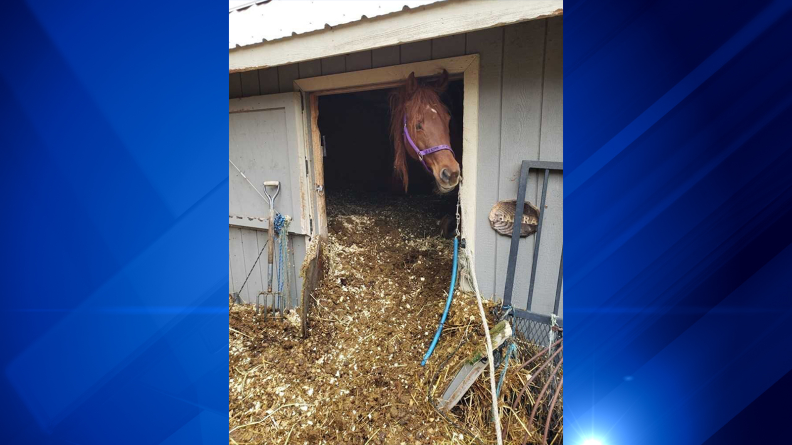 Horses living in piles of manure rescued by MSPCA in Ludlow