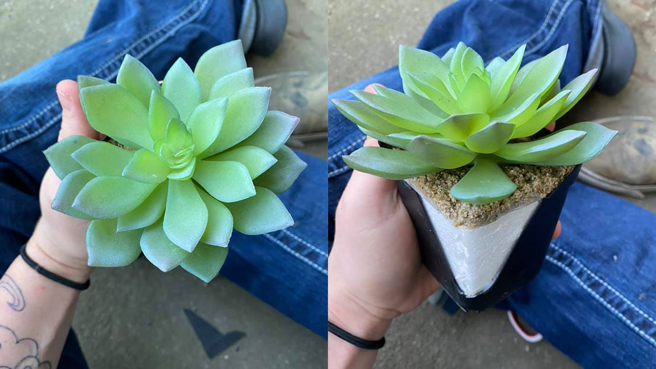 Woman watering plants for 2 years learns it's fake