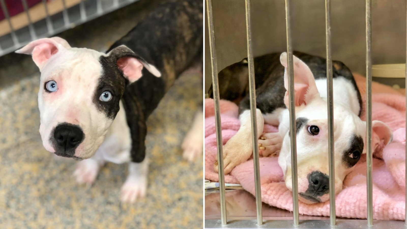 8 dogs abandoned on cold porch without food or water in Neptune City(02)