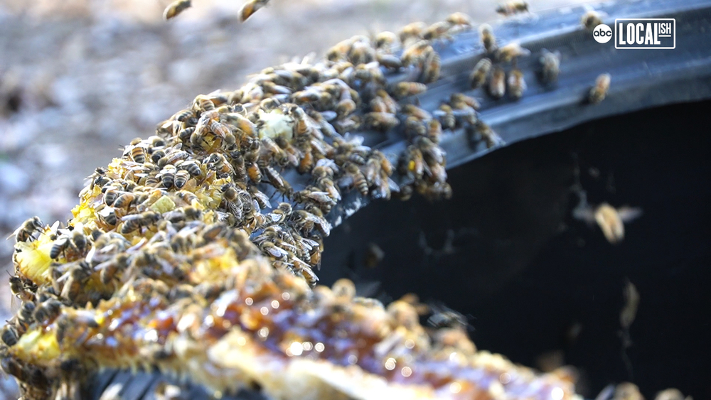 This Man Rescues Bees and Puts Them to Work in California's Orchards