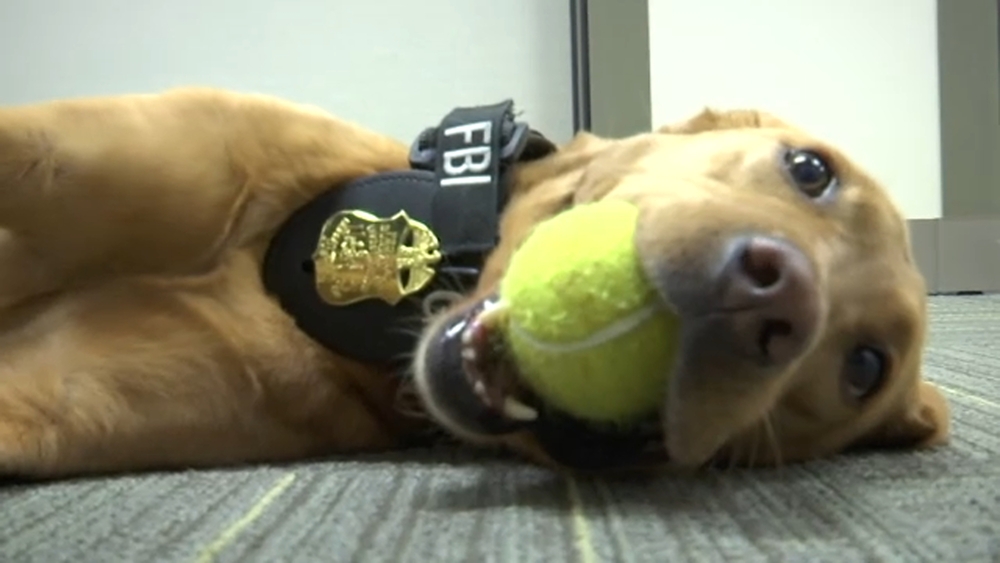 Electronics-detecting K-9 helps FBI fight crime