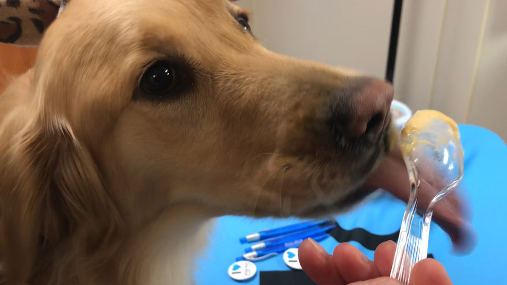 Yogurt your dog can eat and enjoy