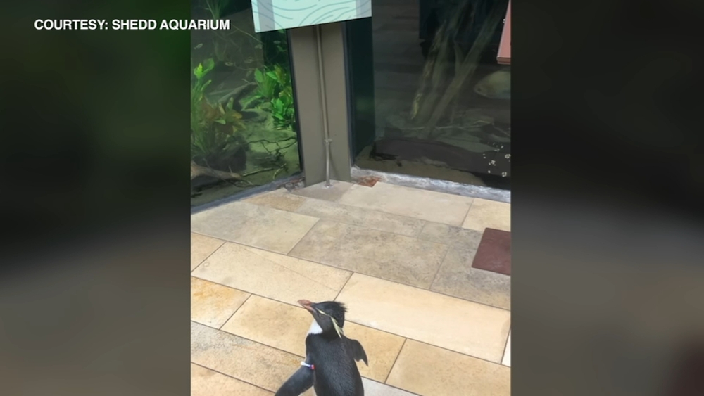 Shedd Aquarium penguins go on tour of exhibits