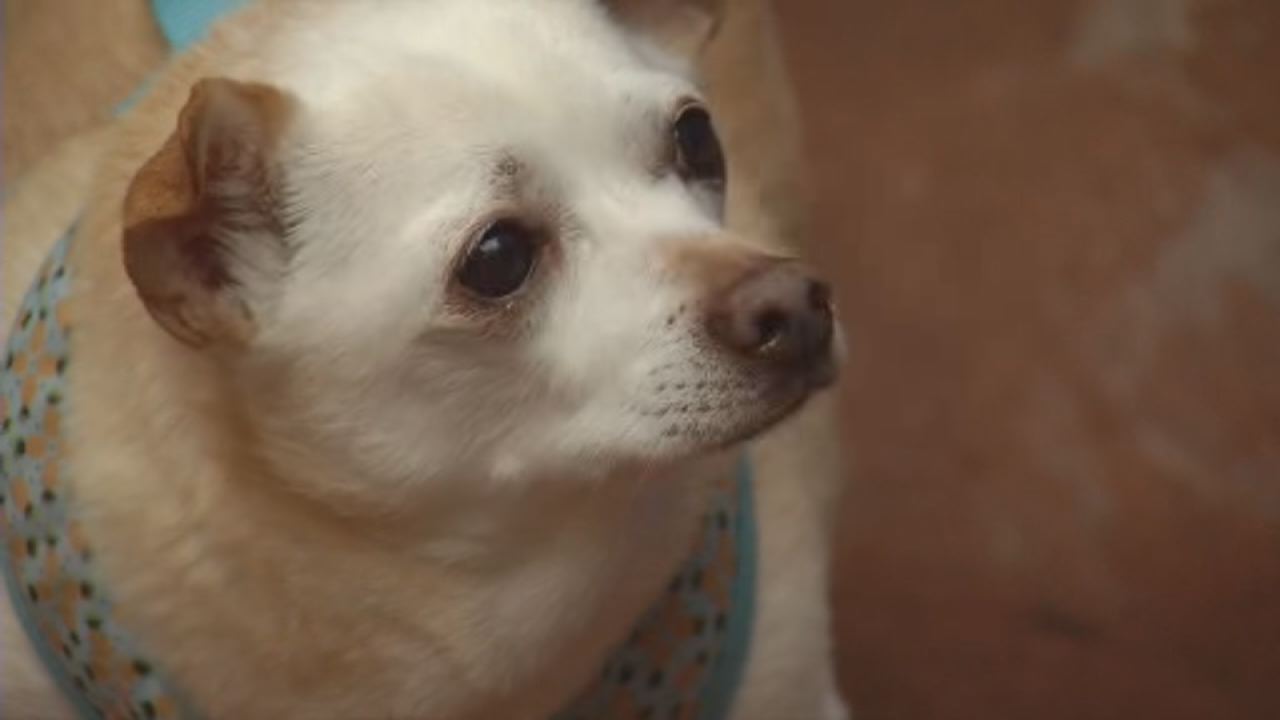 COVID-19 pandemic leaves animal shelters in need