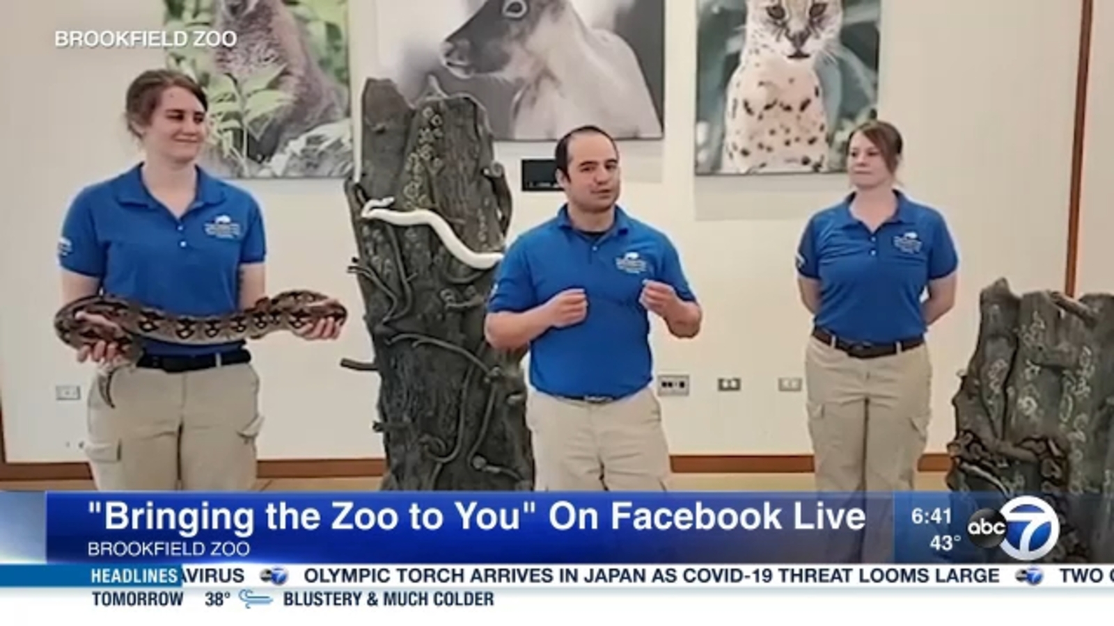 Brookfield Zoo shares entertaining, educational videos on Facebook Live for kids amid closure