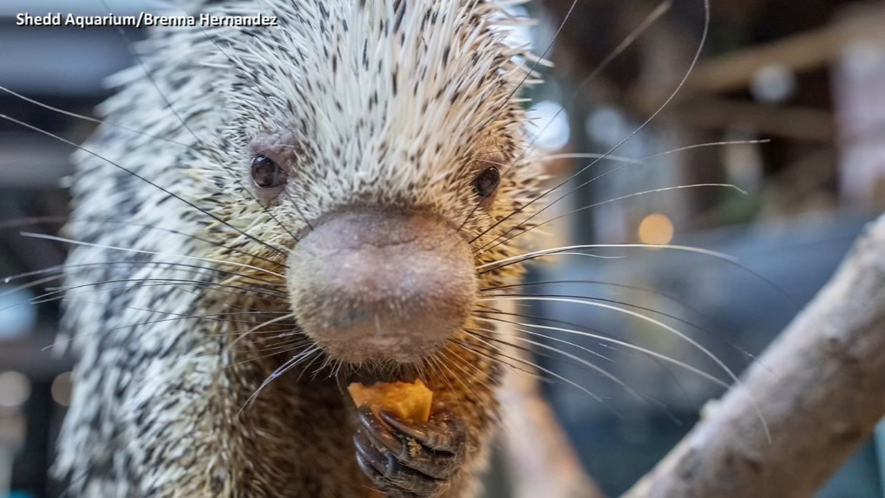 COVID-19 can't stop Shedd porcupine from getting his regular check-up