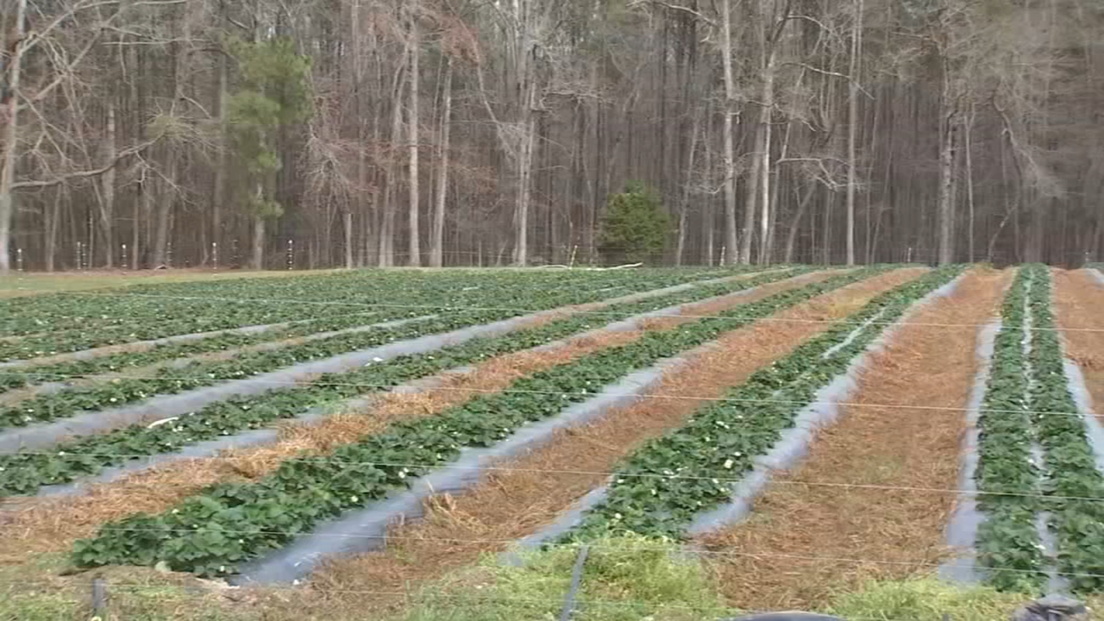 Buckwheat Farm promotes social distancing, cleanliness ahead of