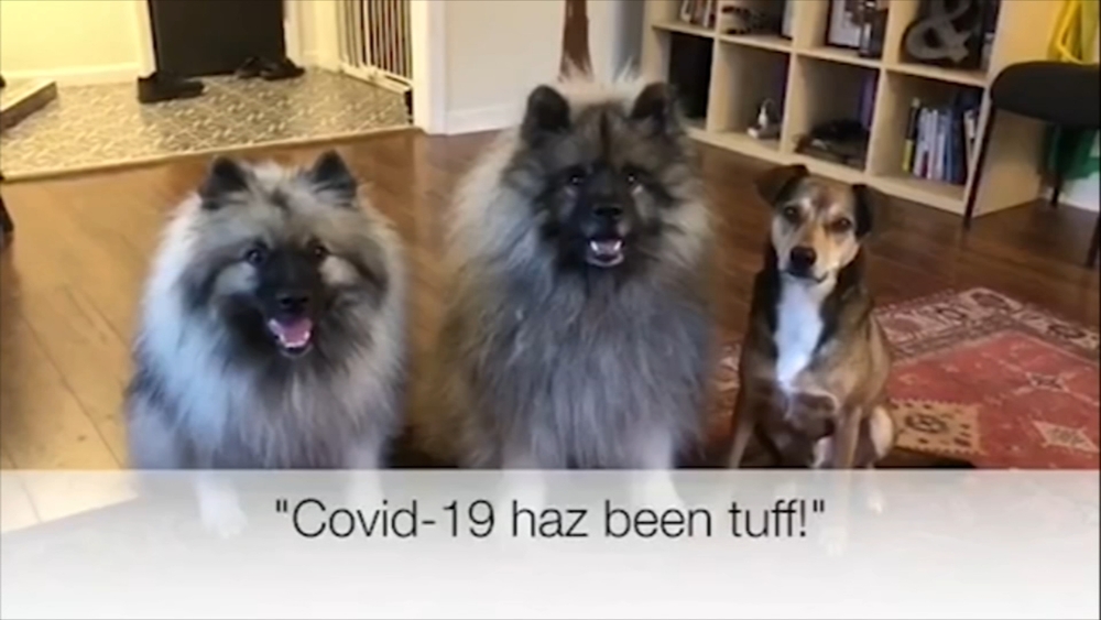 Hope Animal Rescue collects dog videos for nursing homes