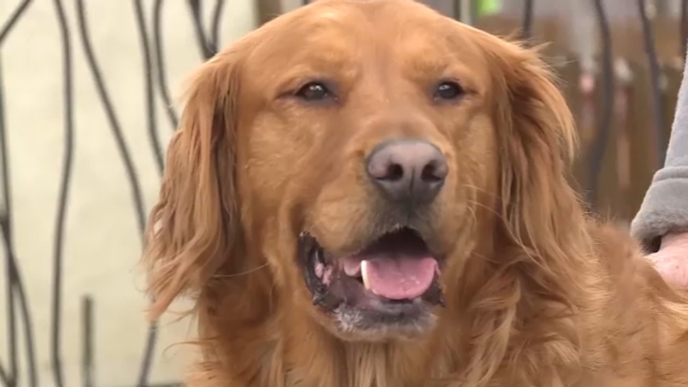 Dog in Colorado delivers neighbor's groceries amidst COVID-19 crisis